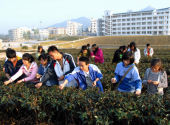 天福茶學院