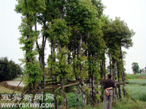 截乾留蔸法移植成活的油樟樹