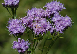 武當風毛菊 武當風毛菊