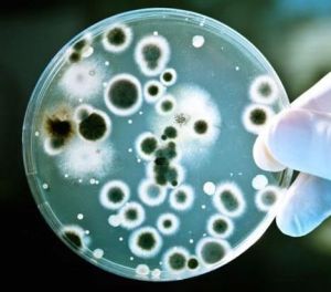 超超級細菌 超超級細菌