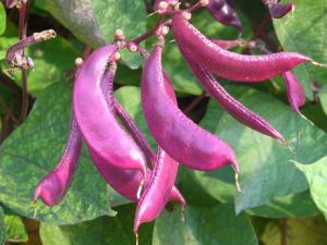 毛紅皮木姜子 毛紅皮木姜子