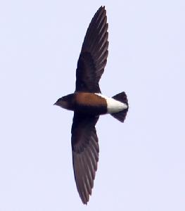 灰喉針尾雨燕 灰喉針尾雨燕
