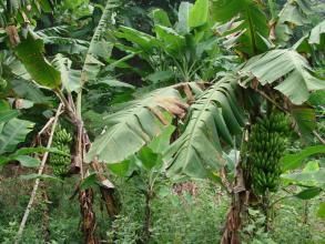 螃蟹沖村 螃蟹沖村