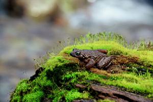 小口擬角蟾 小口擬角蟾