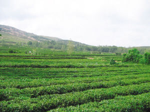 日照英和綠茶 日照英和綠茶