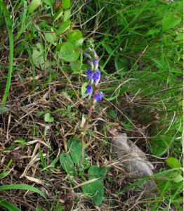 異色黃芩 異色黃芩