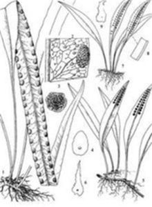 麗江瓦韋 麗江瓦韋