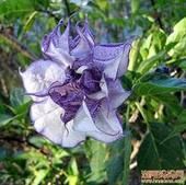 藍色曼陀羅 藍色曼陀羅