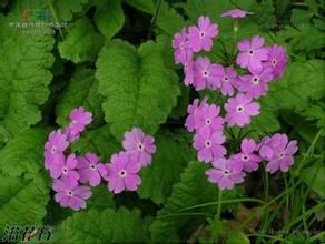 多脈報春 多脈報春