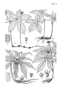 假人參（原變種）