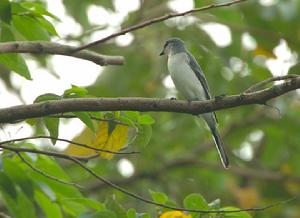 （圖）灰山椒鳥