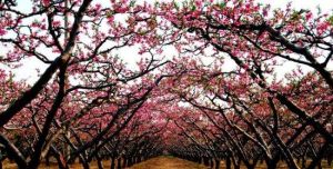 蜜桃觀光園 蜜桃觀光園