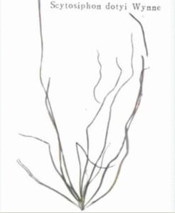 無節萱藻 無節萱藻