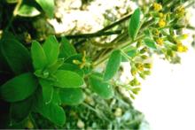 白面風相關圖冊