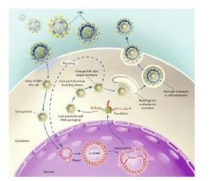 胞漿疏鬆化 胞漿疏鬆化