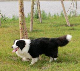 邊界牧羊犬 邊界牧羊犬