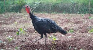火雞飼養 火雞飼養