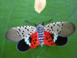 花姑娘昆蟲 花姑娘昆蟲