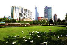 廣場上的和平鴿