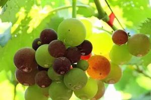 洪門葡萄 洪門葡萄