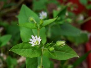 假牛繁縷科 假牛繁縷科