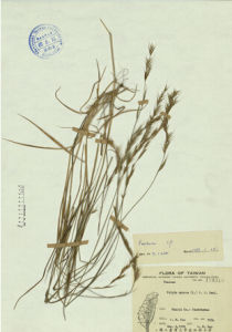 高砂羊茅 高砂羊茅