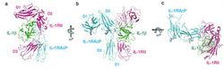 白細胞介素1（IL-1）結合併激活其受體