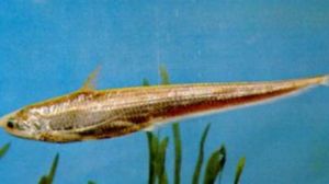 小毛花短頜鱭 小毛花短頜鱭