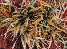 小麥土傳花葉病毒病 小麥土傳花葉病毒病