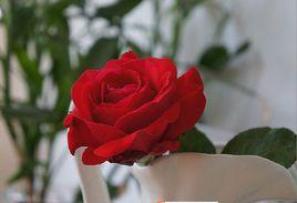 亞力克的紅花 亞力克的紅花