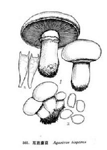 雙孢蘑菇 雙孢蘑菇