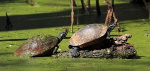 佛州紅肚龜 佛州紅肚龜