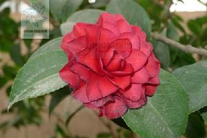 山茶花[山茶科、山茶屬常綠灌木]