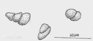 單瘤蘺生藻的四分孢子囊