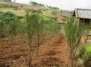 卡梭白村 卡梭白村