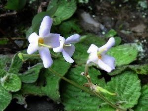 尖舌苣苔族 尖舌苣苔族