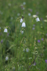 新疆黨參 新疆黨參