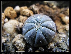 叢捲毛系 叢捲毛系