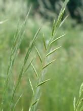 草地短柄草 草地短柄草