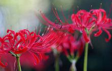 花語[用花表達的語言]