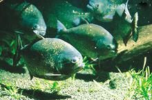 水虎魚[硬骨魚綱動物]