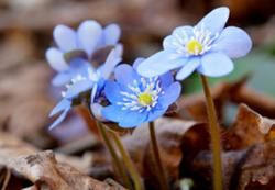 細辛亞科 細辛亞科