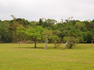 社頂自然公園 社頂自然公園