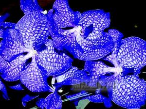 卓錦&middot;萬代蘭