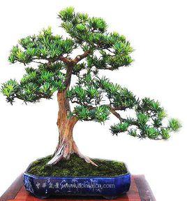 羅漢松盆景 羅漢松盆景