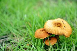 草地蘑菇 草地蘑菇