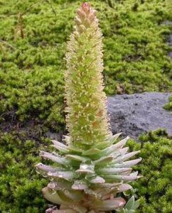 鈍葉護蒴苔 鈍葉護蒴苔