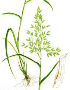 高山絹蒿系 高山絹蒿系