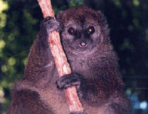 闊鼻馴狐猴 闊鼻馴狐猴