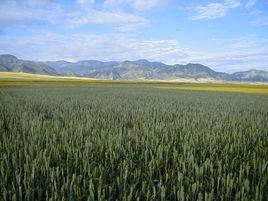 內蒙古自治區農作物種子條例